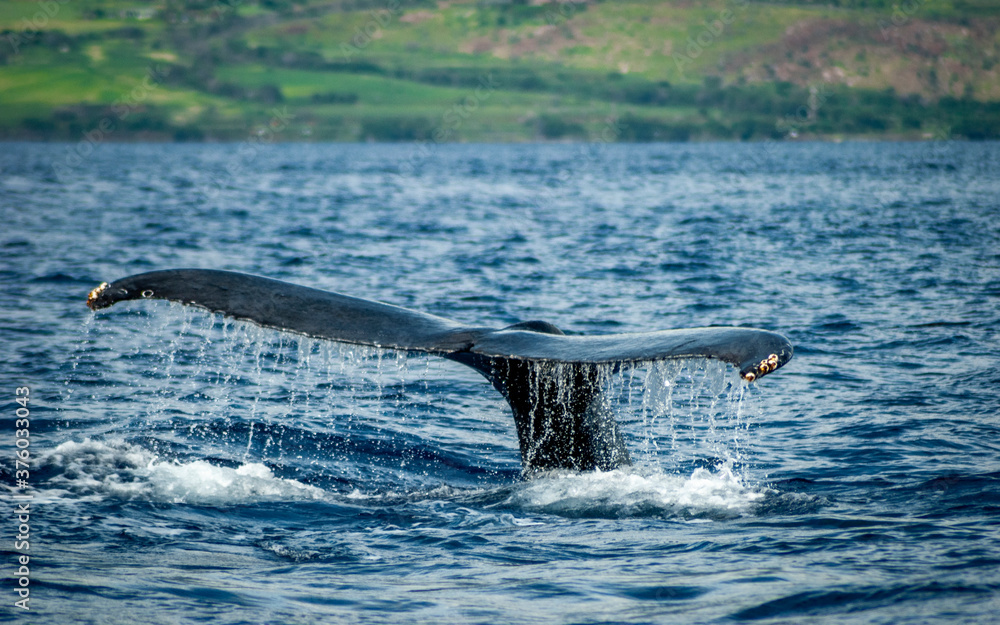 Naklejka premium humpback whale jumping in the water