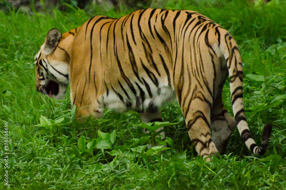 Tiger walking away in in a forest in evening Tiger walking away in in a forest in evening
