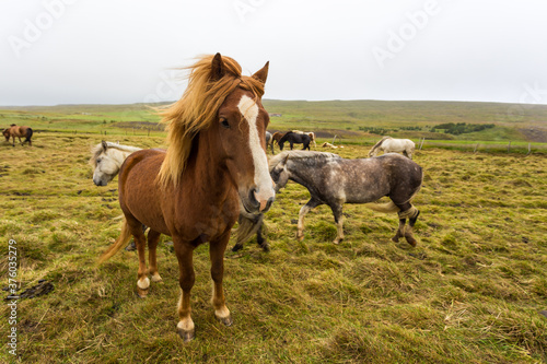 Icelandic horses grazing on natural pasture  Iceland.