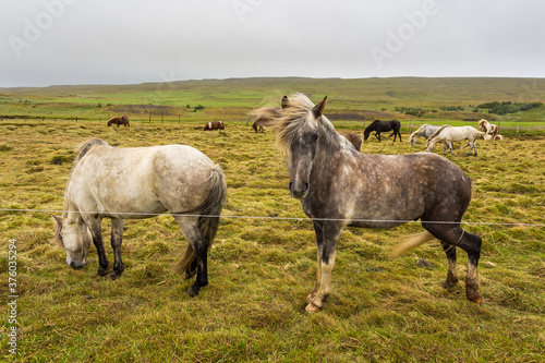 Icelandic horses grazing on natural pasture, Iceland.