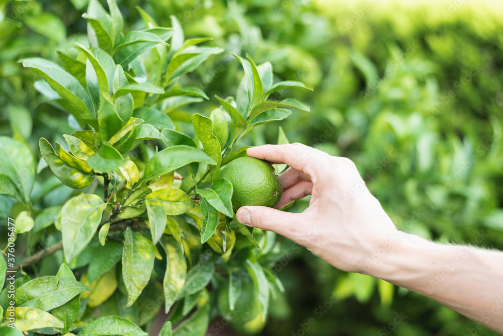 Hand picking unripe orange from the tree. Hand picking unripe orange from the tree.