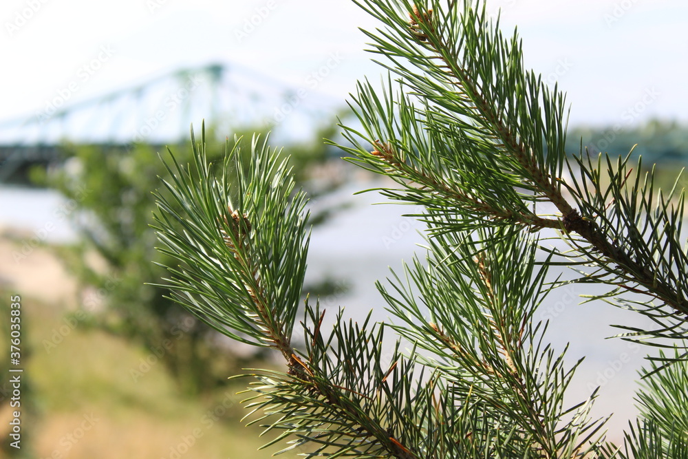 Pine tree Pine tree