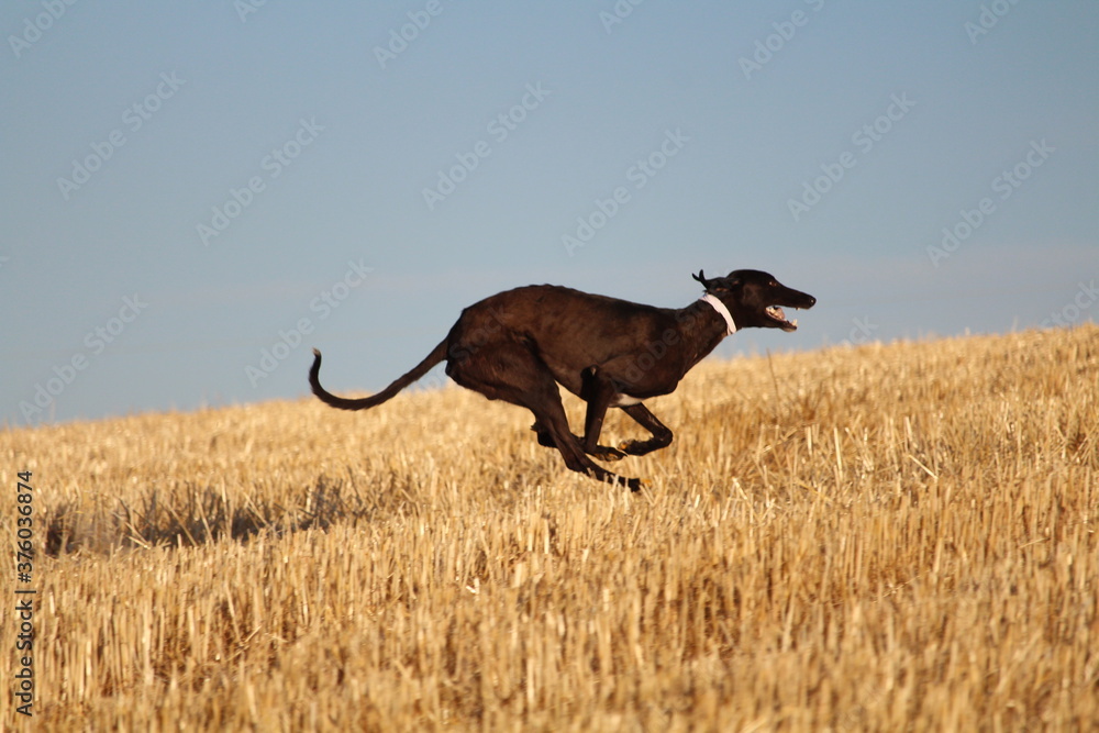 Spanish greyhound in mechanical hare race in the countryside Spanish greyhound in mechanical hare race in the countryside