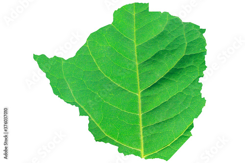 Map of Zimbabwe in green leaf texture on a white isolated background. Ecology  climate concept  3d illustration