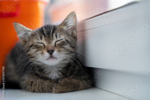 A small striped kitten sits near  the window  and the curtains. Concept of adorable pets. © Irina