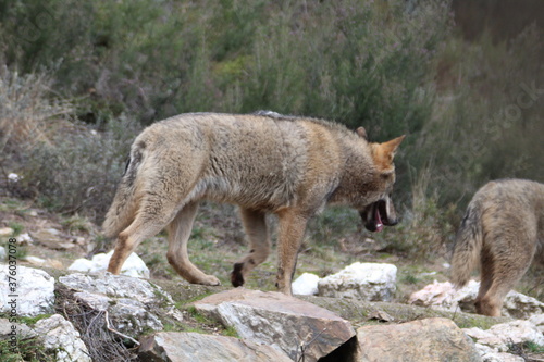 Beautiful iberian wolves in the mount playing in herd preparing the Hunt