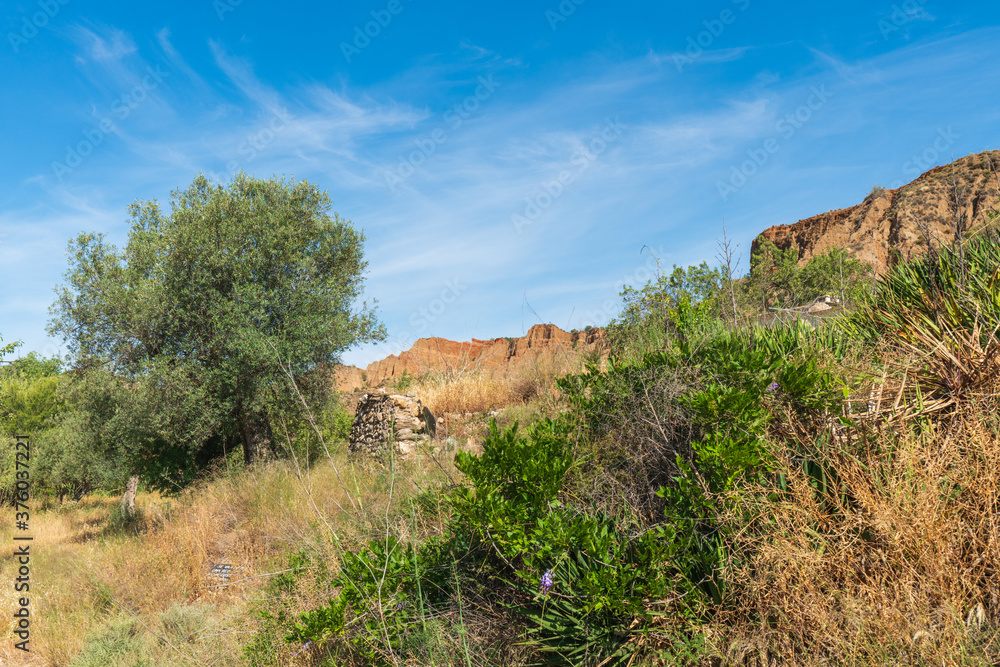 Olive in the countryside with dried grass and green shrubs