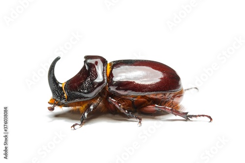 Fotografia Side view of rhinoceros beetle