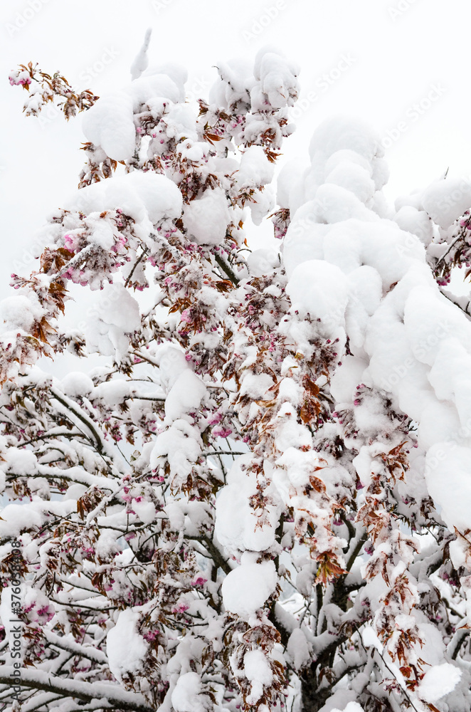 The flowering peach tree is covered with a sudden drop of snow. Snowfall in the spring. The flowering peach tree is covered with a sudden drop of snow. Snowfall in the spring.