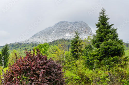 Green spring forest in the French alps at the foot of the snow-capped mountains framing the Geneva lake
