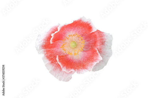 Red and white poppies flower (corn poppy) Isolated on white background. with clipping path.