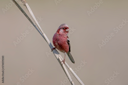 ベニマシコ 野鳥 photo