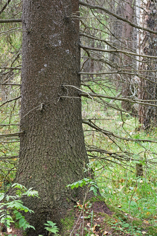 The lower part of the trunk of an old spruce with dry twisting branches without needles The lower part of the trunk of an old spruce with dry twisting branches without needles