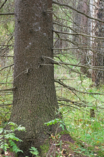 The lower part of the trunk of an old spruce with dry twisting branches without needles