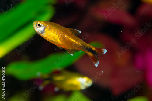 Fototapeta Aquarium fish