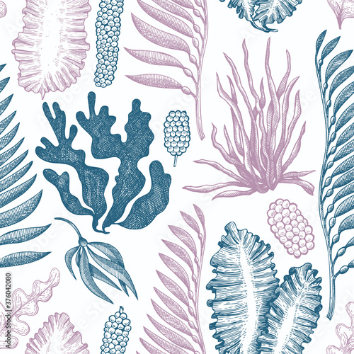 Seaweed seamless pattern. Hand drawn vector seaweeds illustration. Engraved style sea food banner. Vintage sea plants background