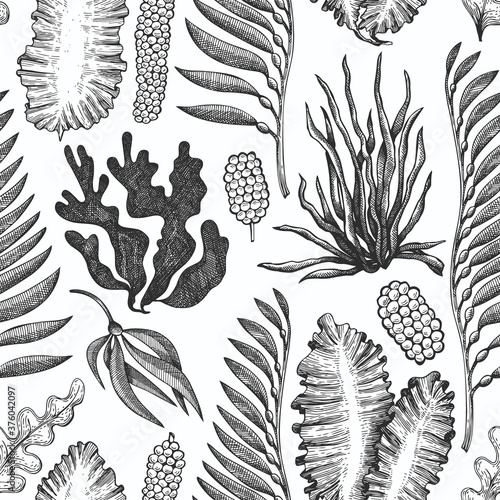 Seaweed seamless pattern. Hand drawn vector seaweeds illustration. Engraved style sea food banner. Vintage sea plants background