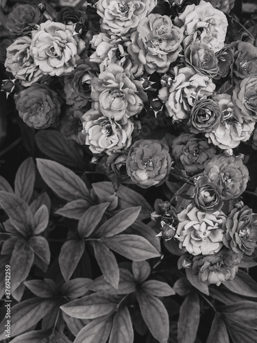 roses and leaves close-up - black and white photo