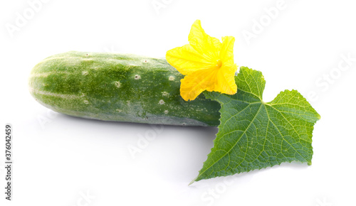 cucumber an isolated on white background