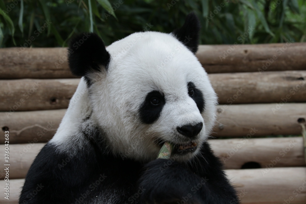 Fluffy Giant Panda Eating Bamboo Shoot, Thailand Fluffy Giant Panda Eating Bamboo Shoot, Thailand