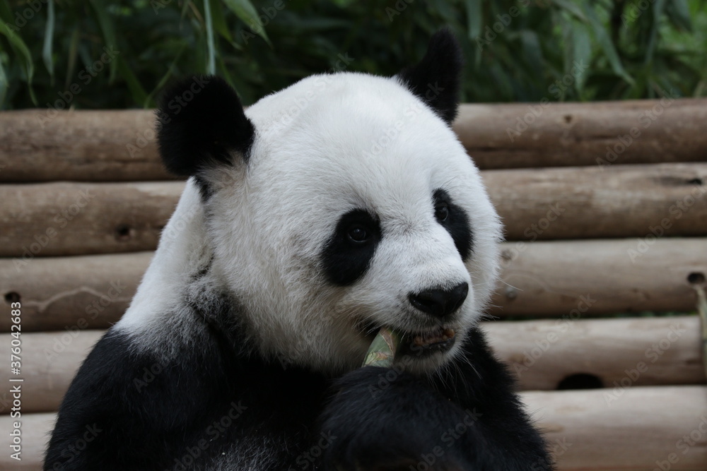 Fluffy Giant Panda Eating Bamboo Shoot, Thailand