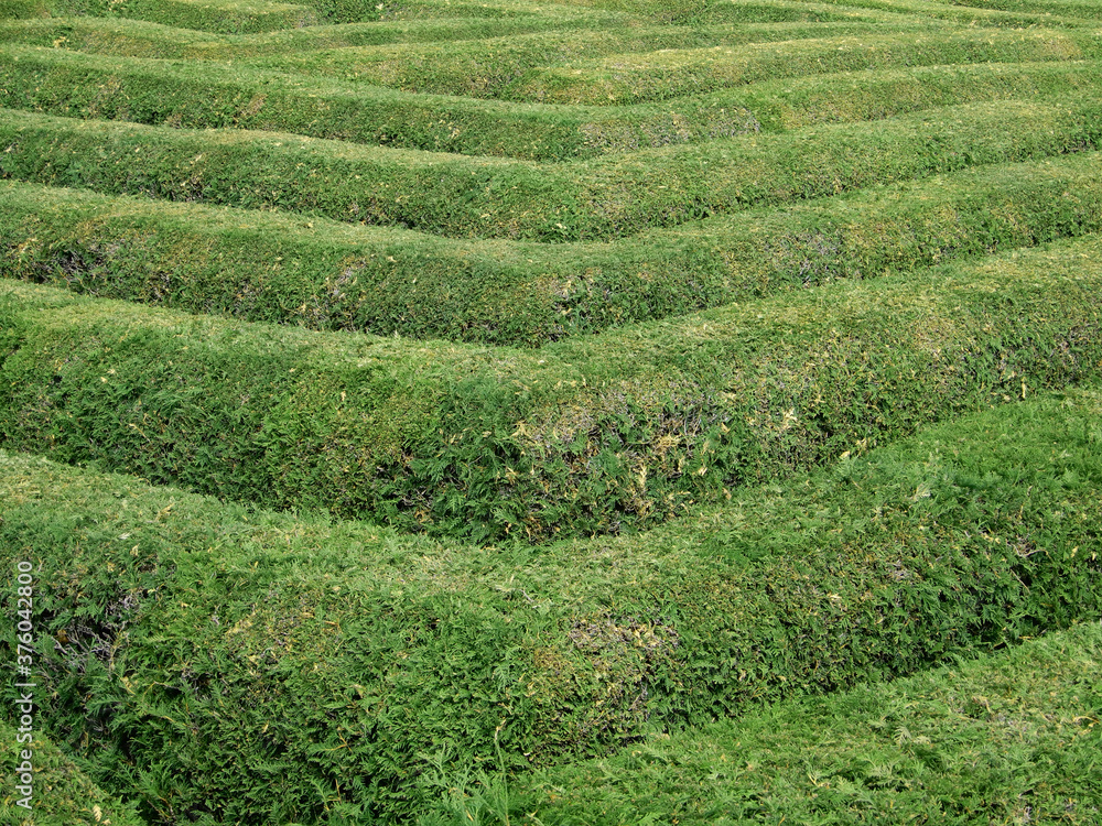 maze maze