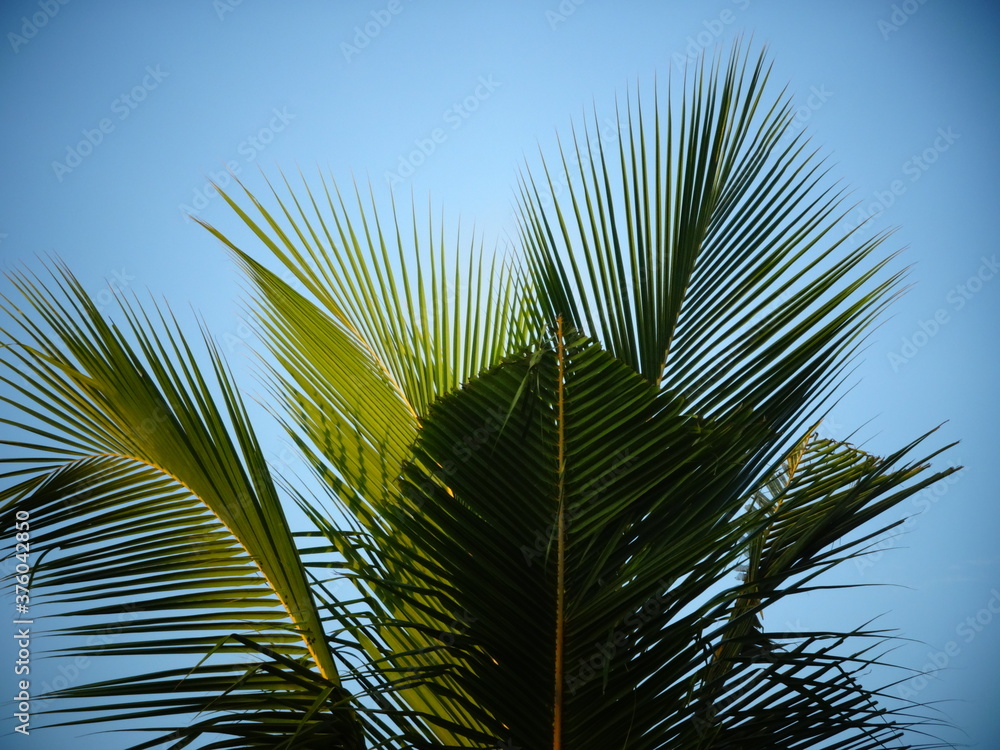 Fototapeta premium Coconut tree as object in blue sky background wallpaper