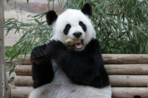 Cute Panda is Chewing Bamboo , Chiangmai Zoo, Thailand