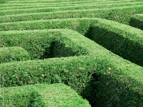 green hedge maze