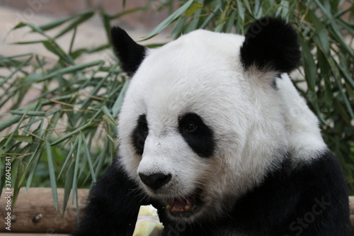 Fluffy Giant Panda Eating Bamboo Shoot  Thailand