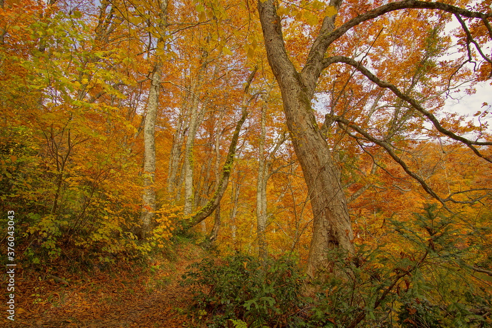 Autumn landscape. Autumn is a wonderful time of the year, with beautiful colors and a peaceful atmosphere around, Japan