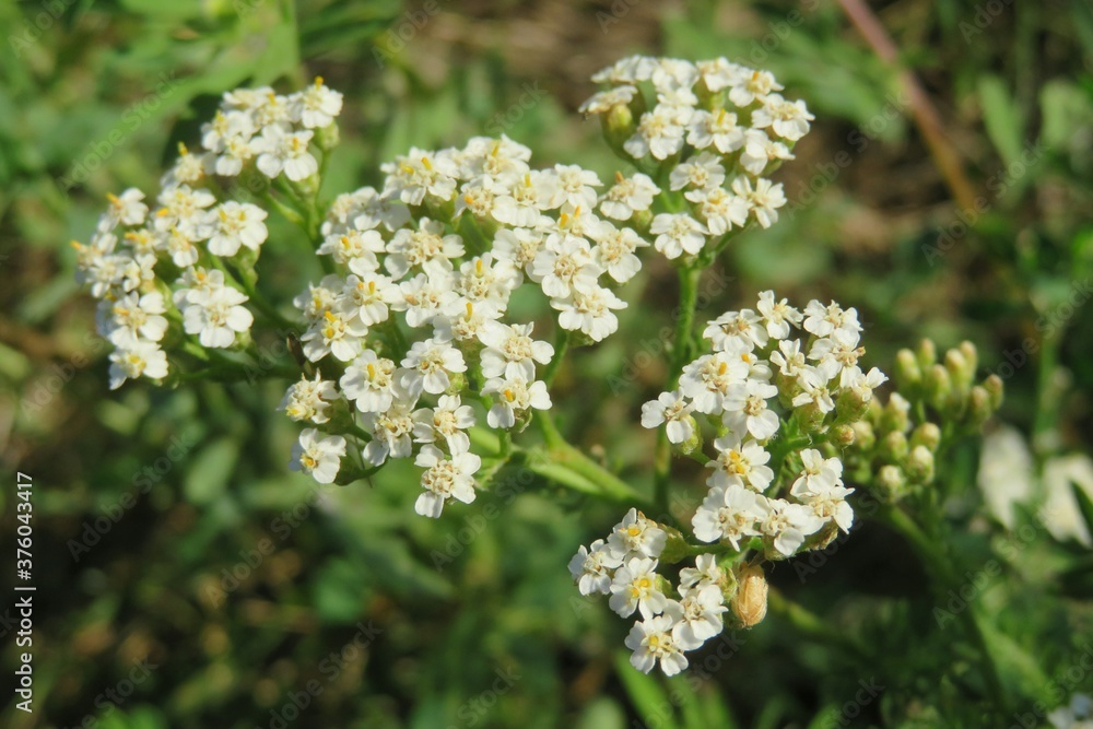 Beautiful yarrow flowers in the meadow, closeup Beautiful yarrow flowers in the meadow, closeup