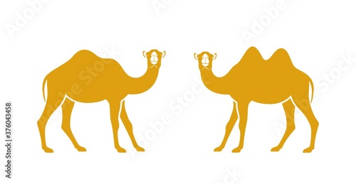 Camel logo. Isolated koala on white background