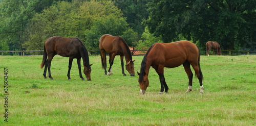 Stallions on the horse pasture