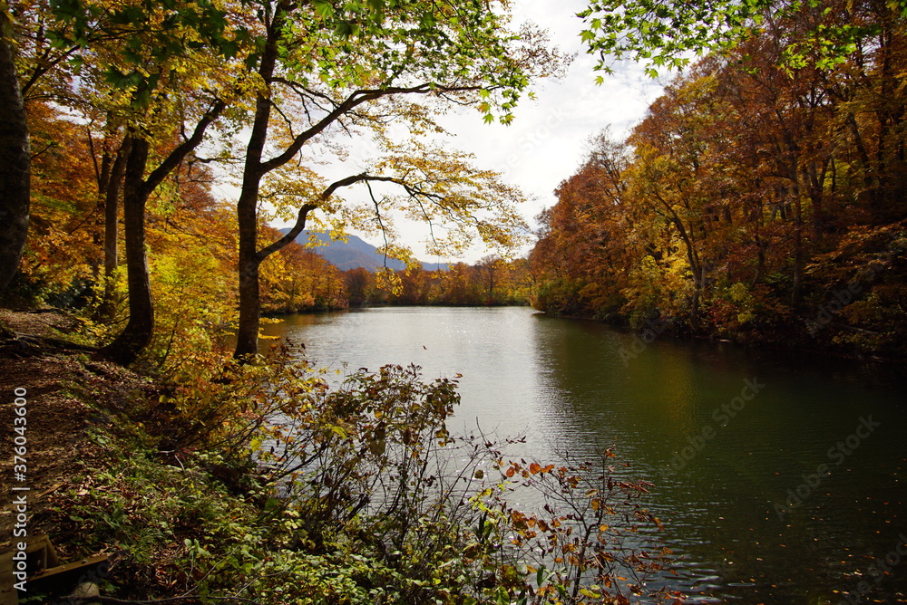 Obraz premium Autumn landscape beautiful colored trees. wonderful picturesque background. color in nature, Japan
