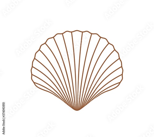 Scallop outline. Isolated scallop on white background
