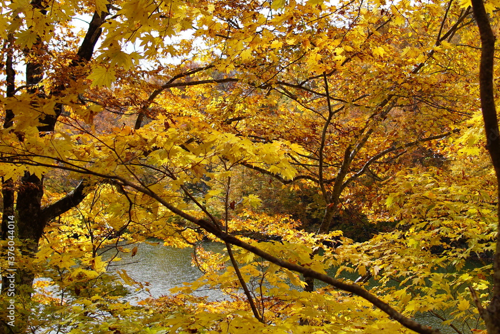 Colorful autumn landscape.Nature background. the lake in the autumnal forest, Japan Colorful autumn landscape.Nature background. the lake in the autumnal forest, Japan