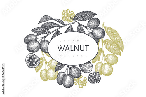 Hand drawn sketch walnut design template. Organic food vector illustration. Retro nut illustration. Engraved style botanical background.