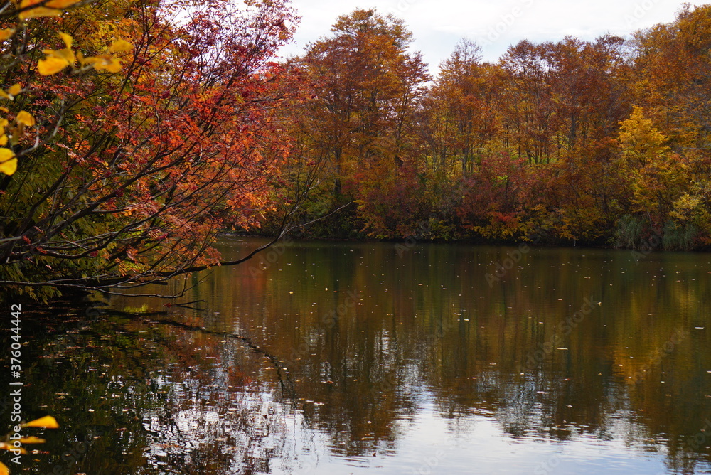 Fototapeta premium Colorful autumn landscape.Nature background. the lake in the autumnal forest, Japan