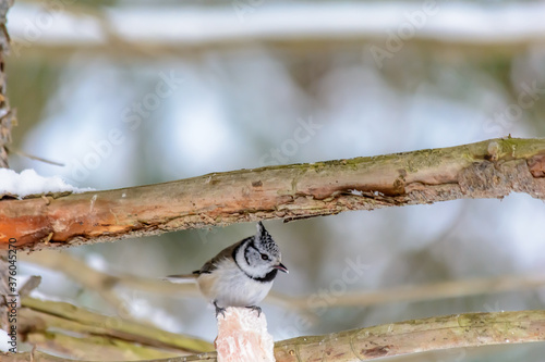 Wallpaper Mural Forest birds live near the feeders in winter Torontodigital.ca