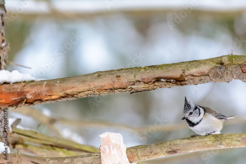 Wallpaper Mural Forest birds live near the feeders in winter Torontodigital.ca