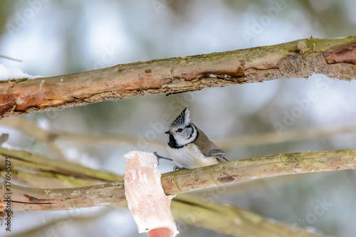 Wallpaper Mural Forest birds live near the feeders in winter Torontodigital.ca