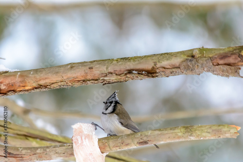 Wallpaper Mural Forest birds live near the feeders in winter Torontodigital.ca