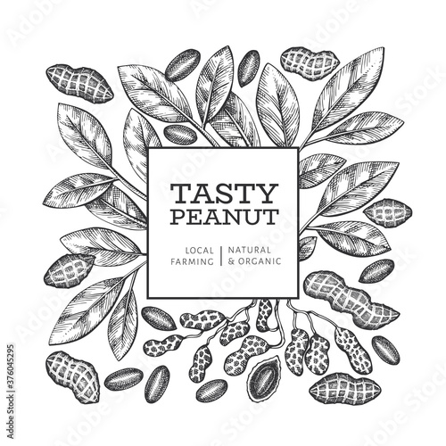 Hand drawn peanut branch and kernels design template. Organic food vector illustration on white background. Retro nut background. Engraved style botanical picture.