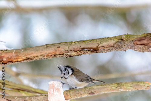Wallpaper Mural Forest birds live near the feeders in winter Torontodigital.ca