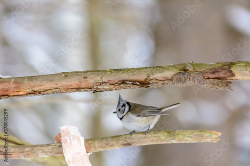 Wallpaper Mural Forest birds live near the feeders in winter Torontodigital.ca