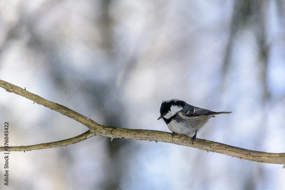 Forest birds live near the feeders in winter