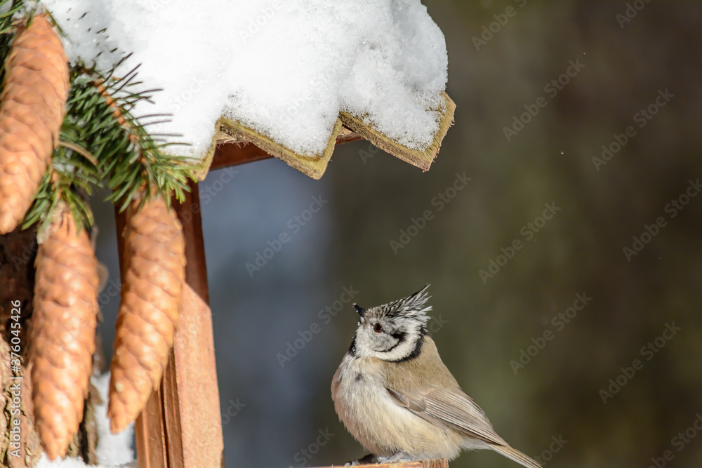 Forest birds live near the feeders in winter