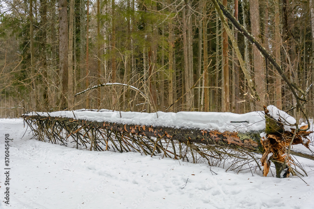 The colors of nature in cold winter