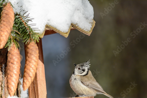 Fototapeta Naklejka Na Ścianę i Meble -  Forest birds live near the feeders in winter